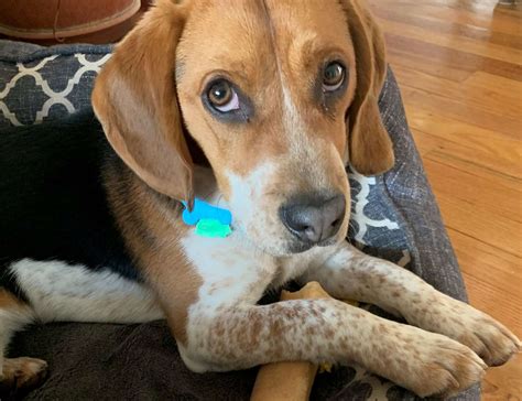 Beagle rescues near me - Instructions on how to adopt a beagle from Nittany Beagle Rescue and the adoption application form can be found on the Adopt a Beagle page. Archie's …